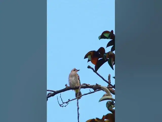 Video thumbnail for Thrush Monticola solitarius #birds #avianaffection #babyanimal #avian #rain #babybird #avianlife