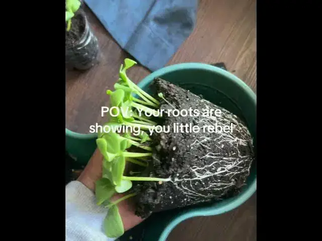 Video thumbnail for How to repot cucumbers #beginnergardening #garden #comment #plants #nature