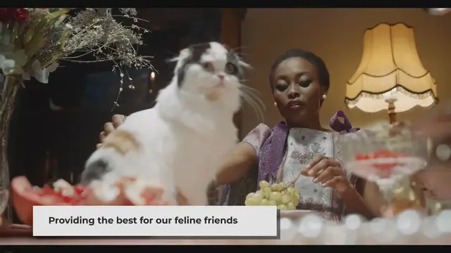 'Video thumbnail for Persian Cat Food: A Guide to Homemade Meals'