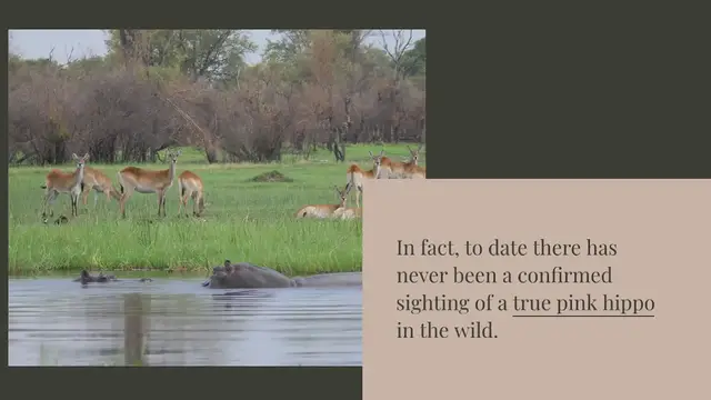 Video thumbnail for Are pink hippos rare?