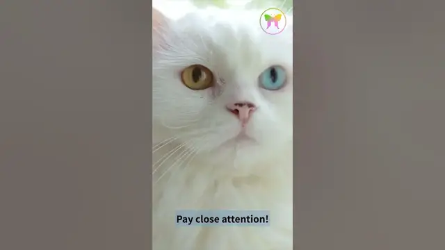 'Video thumbnail for A Message from Cat'