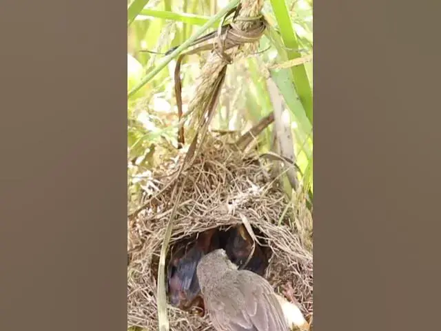 Video thumbnail for Wild babies Eat Food on Nest EP034 #bird #birds #birdnest #birdwatching #shortvideo #bikelover #catc