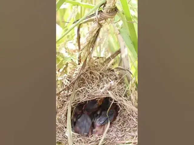Video thumbnail for Wild babies Eat Food on Nest EP044 #bird #birds #birdnest #birdwatching #shortvideo #bikelover #catc