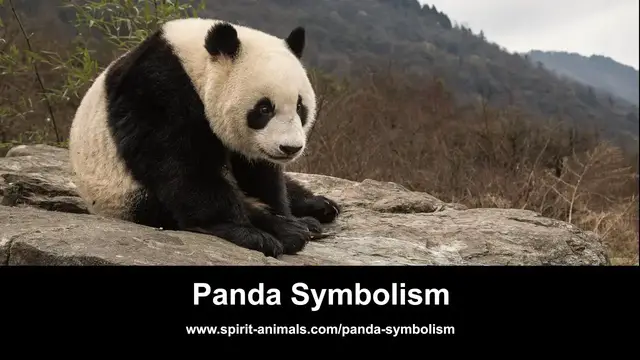 Video thumbnail for Panda Symbolism