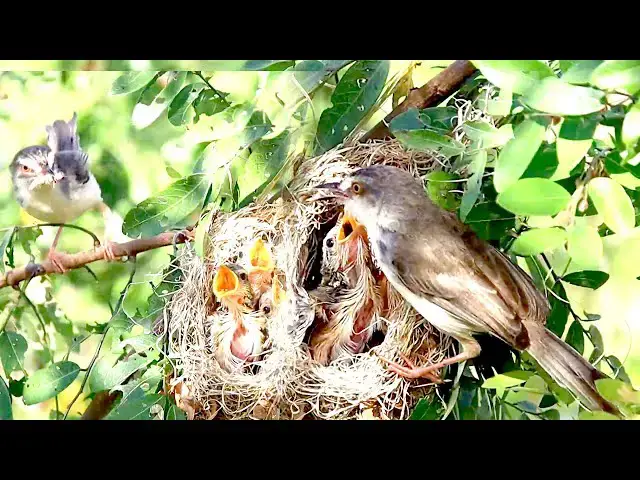 'Video thumbnail for មេចាប យកចំណី អោយកូនវាស៊ី ក្នុងសំបុក | Mother bird feed babie'
