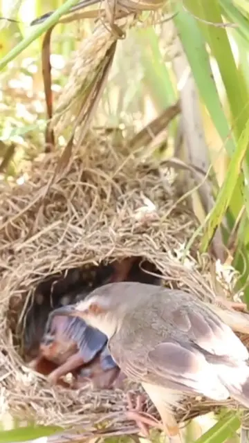 Video thumbnail for Wild babies Eat Food on Nest EP049 #bird #birds #birdnest #birdwatching #shortvideo #bikelover #catc