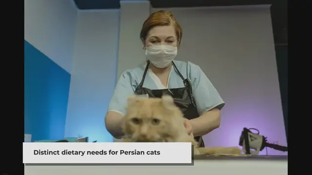 'Video thumbnail for High-Protein Persian Cat Food: Nourishing Your Feline Friend'