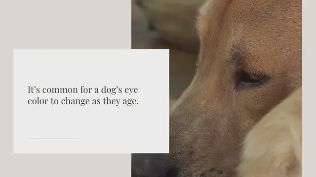 Video thumbnail for Why is my dogs eye color turning white?