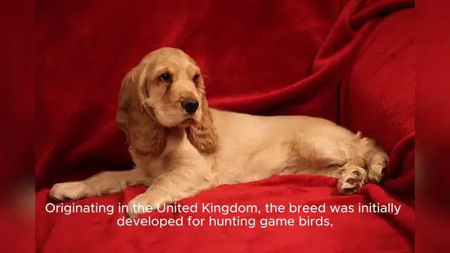 Video thumbnail for Cocker Spaniel