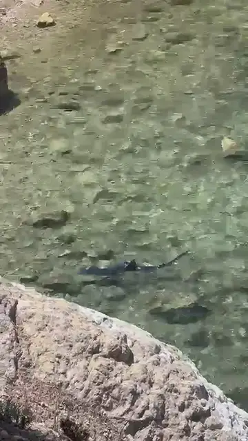 Video thumbnail for The shark is seen swimming very close to the rocks and the shore in Ibiza