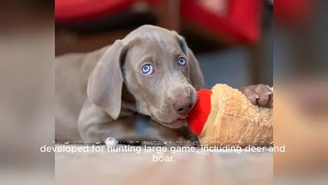 Video thumbnail for Weimaraner