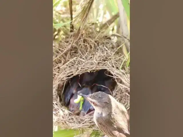 Video thumbnail for Wild babies Eat Food on Nest EP040 #bird #birds #birdnest #birdwatching #shortvideo #bikelover #catc