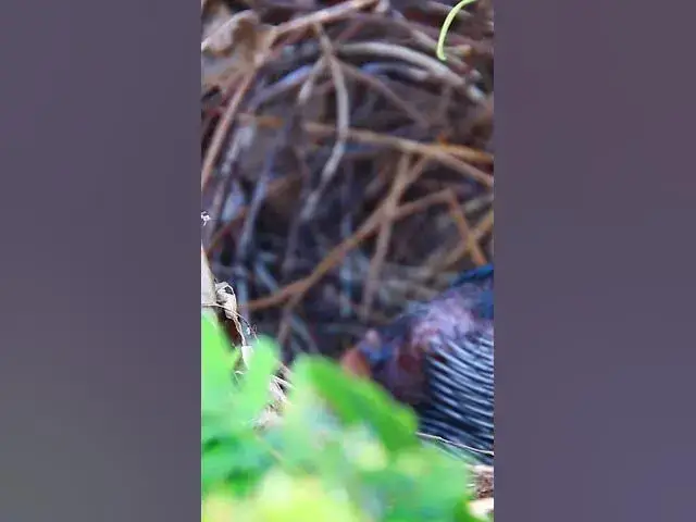 Video thumbnail for Wild Peacock Bird babies 10