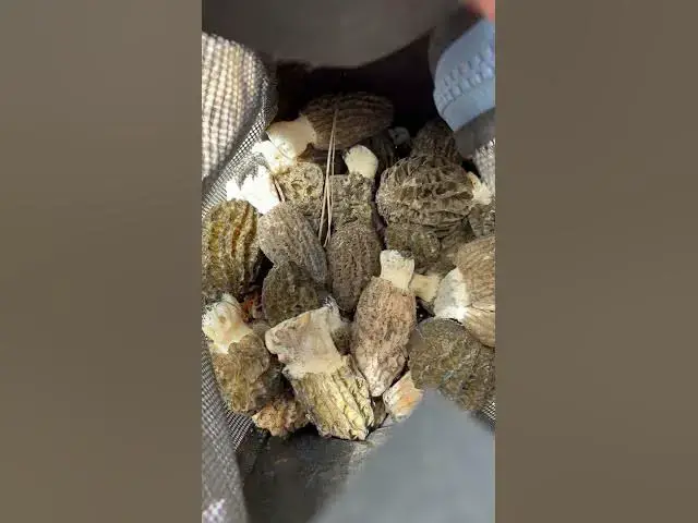 Video thumbnail for Couple pounds of burn area MORELS! 3600 elevation! What’s your favorite way to cook em?