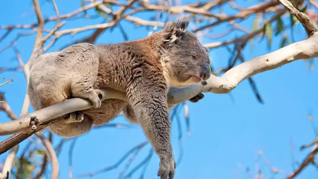 Video thumbnail for Koala Symbolism