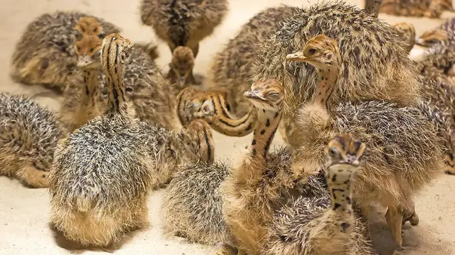 Video thumbnail for Ostrich Symbolism