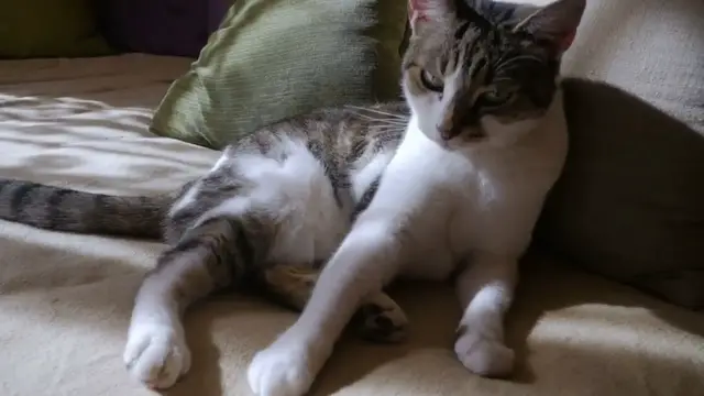 Video thumbnail for Ming and Miaow's Grand Race Adventure