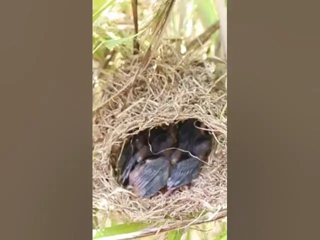 Video thumbnail for Wild babies Eat Food on Nest EP046 #bird #birds #birdnest #birdwatching #shortvideo #bikelover #catc