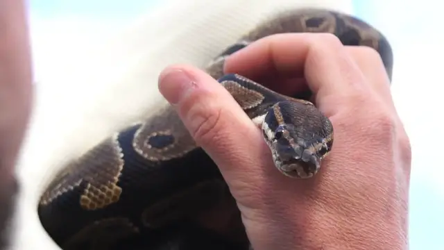 Video thumbnail for A Magnífica Python Ball: Descubra Tudo Sobre Essa Serpente Fascinante! 🐍✨