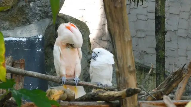 Video thumbnail for 5 Psitacídeos Perfeitos para Ter em Casa! 🦜✨