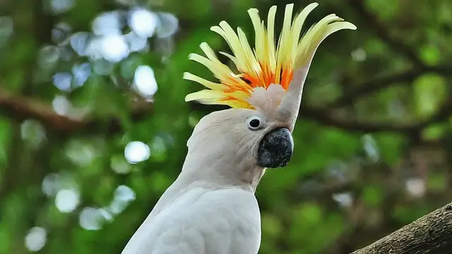 'Video thumbnail for Cockatoos'