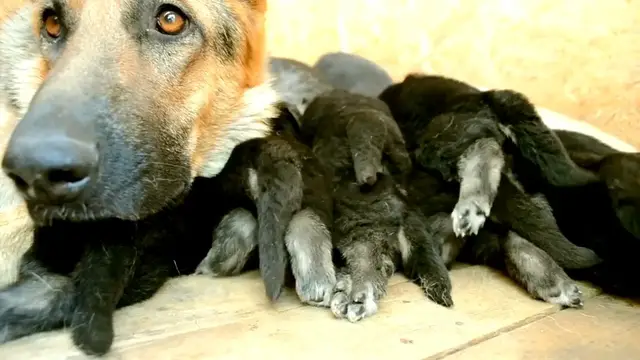 Video thumbnail for How to Prevent Common Health Issues in German Shepherds