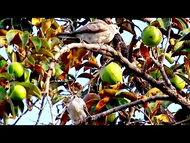 Video thumbnail for 2025 the best wild ghost dove birds \- baby birds eat