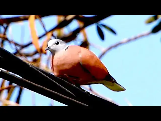 Video thumbnail for 2025 wild dove in love in my village at tree - birds nest of wild baby birds eat