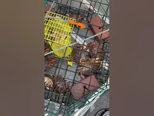 'Video thumbnail for Big haul of crab in McKay Crab pot! Love this pot!'