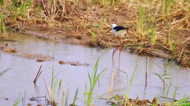 'Video thumbnail for A lot bird in lake, finding catch eat food'