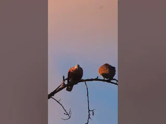 Video thumbnail for Two Wild Dove Bird EP 012  #birdnest #bird #birds #bestbird #birdofwast #birdnest