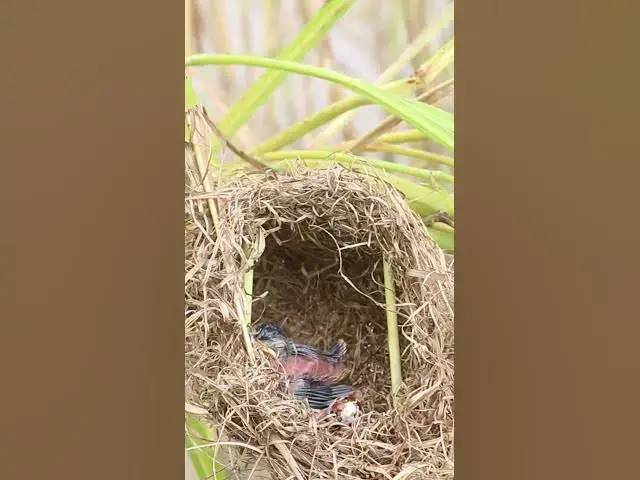 Video thumbnail for #AvianHunger #NestlingFeeding #BirdBehavior #BirdEcology #Ornithology #WildlifeConservation #Birdwat