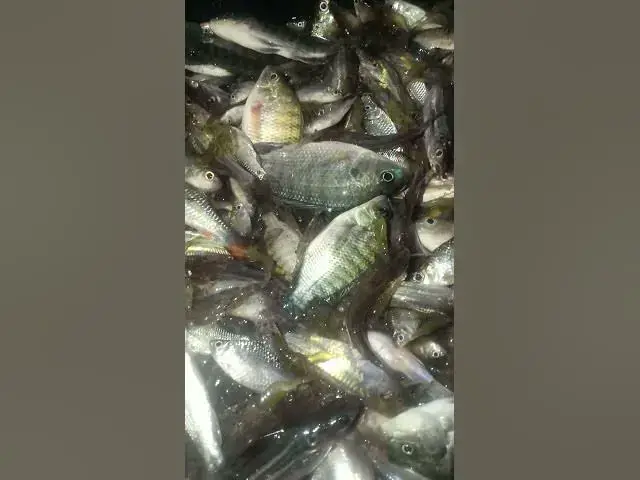 Video thumbnail for Catch Fish & Making Food