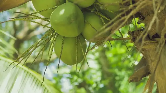 Video thumbnail for Discover Coconut Sugar Benefits