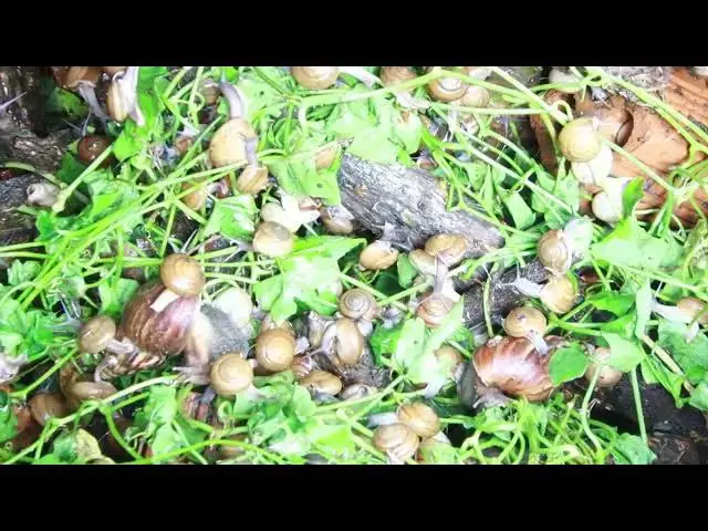 Video thumbnail for 🐌 Snails, 🐌 snial alot eating papaya fruits now 🦈 | 𝑴𝒆𝒕𝒉𝒐𝒅𝒔 #𝟗𝟔9031