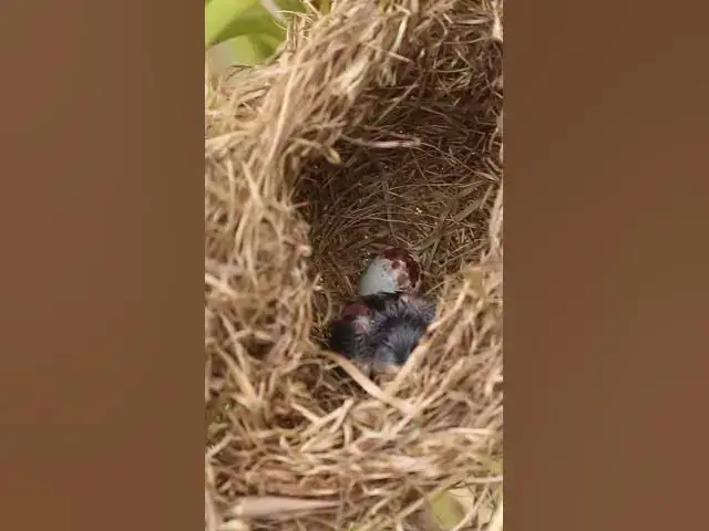 Video thumbnail for Babies Bird Single Cries Eat in Nest EP#084 #nestegg #egglaying #satisfying #nestling  #birds #baby