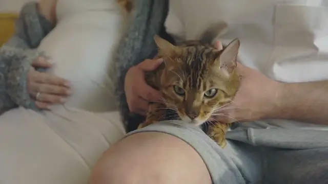 Video thumbnail for 11 Hypoallergenic Cat Breeds For Adoption