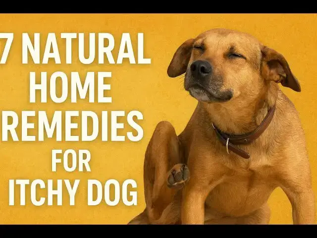 Video thumbnail for 7 Natural Home Remedies for Itchy Dog