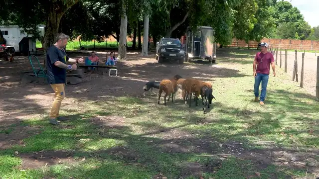 Video thumbnail for Blue Heeler vs Border Collie: Qual É o Melhor Cão de Pastoreio? 🐾✨
