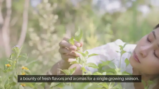 Video thumbnail for Annual Herb Garden