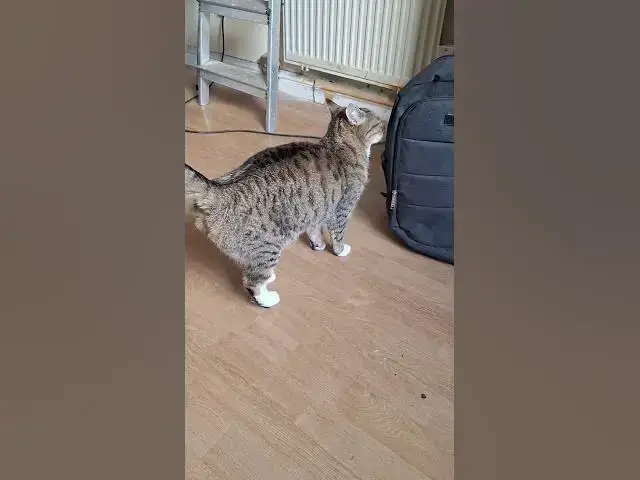 Video thumbnail for Who Rules is it Tiggs or Ghost?