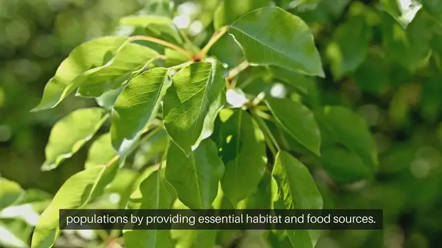 Video thumbnail for Starting Seeds for a Butterfly Garden