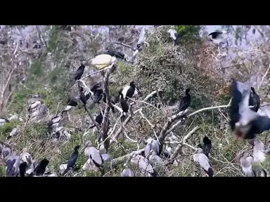 'Video thumbnail for Amazing of Lake - Nature's Spectacle: Birds Catching Fish on the Lake'