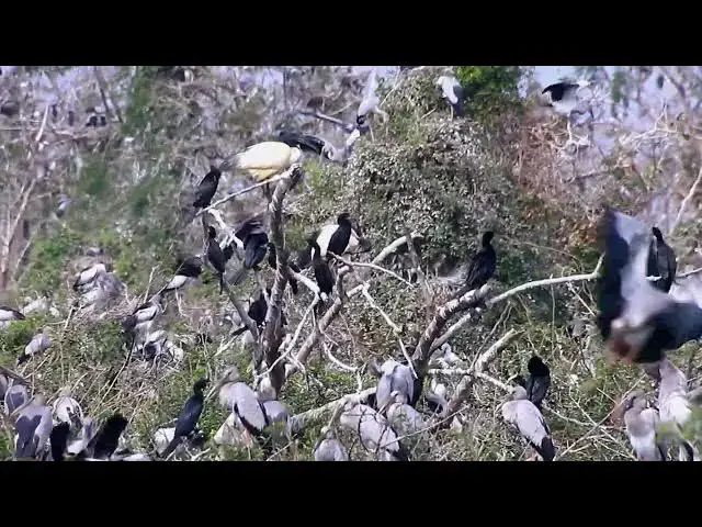Video thumbnail for Amazing of Lake - Nature's Spectacle: Birds Catching Fish on the Lake