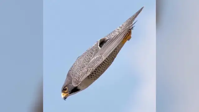 Video thumbnail for 240 MPH Hunter_ The Peregrine Falcon - World_s Fastest Animal