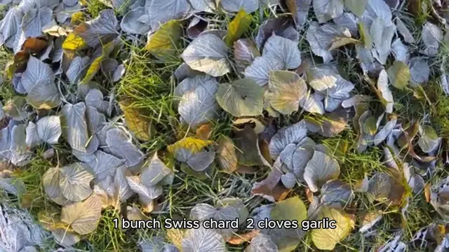 Video thumbnail for swiss chard recipe