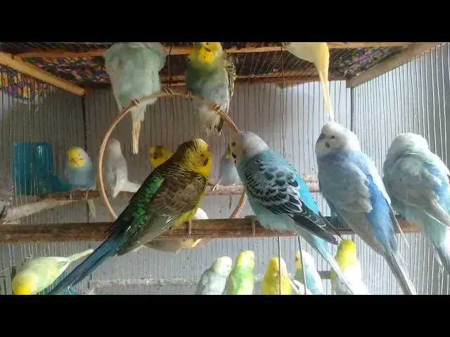 Video thumbnail for 🌸 Tranquilidade total e som natural – 2 Minutos #tranquilidade #sonsdanatureza #pazinterior