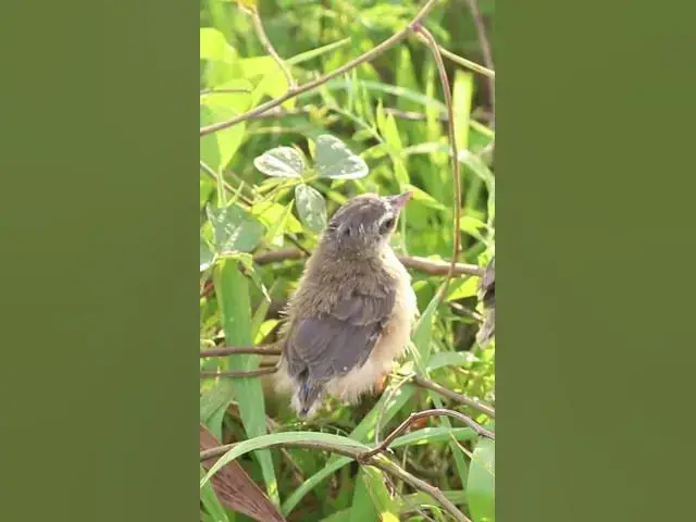 Video thumbnail for #BirdFeedingTips #BackyardBirdWatching #Nature'sHarmony #Bird friendlyEnvironment