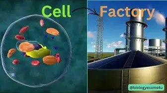 Video thumbnail for Cell as Factory Analogy | Smart way to learn Cell Structure and Function  @biologyexams4u
