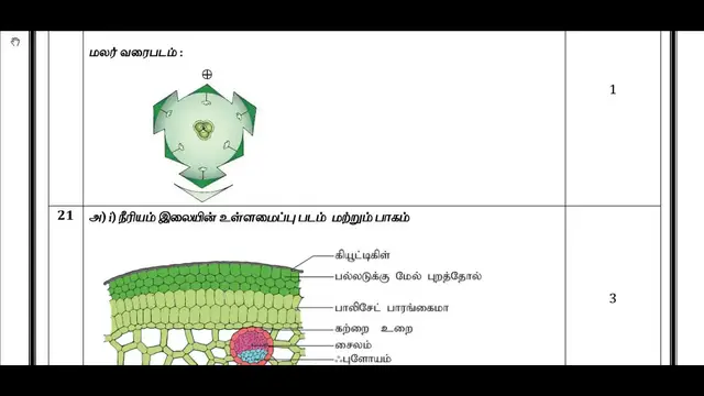 Video thumbnail for 11th Bio-Botany Public Exam March 2019 Answer Keys | Tamil Medium | Team Aspirants